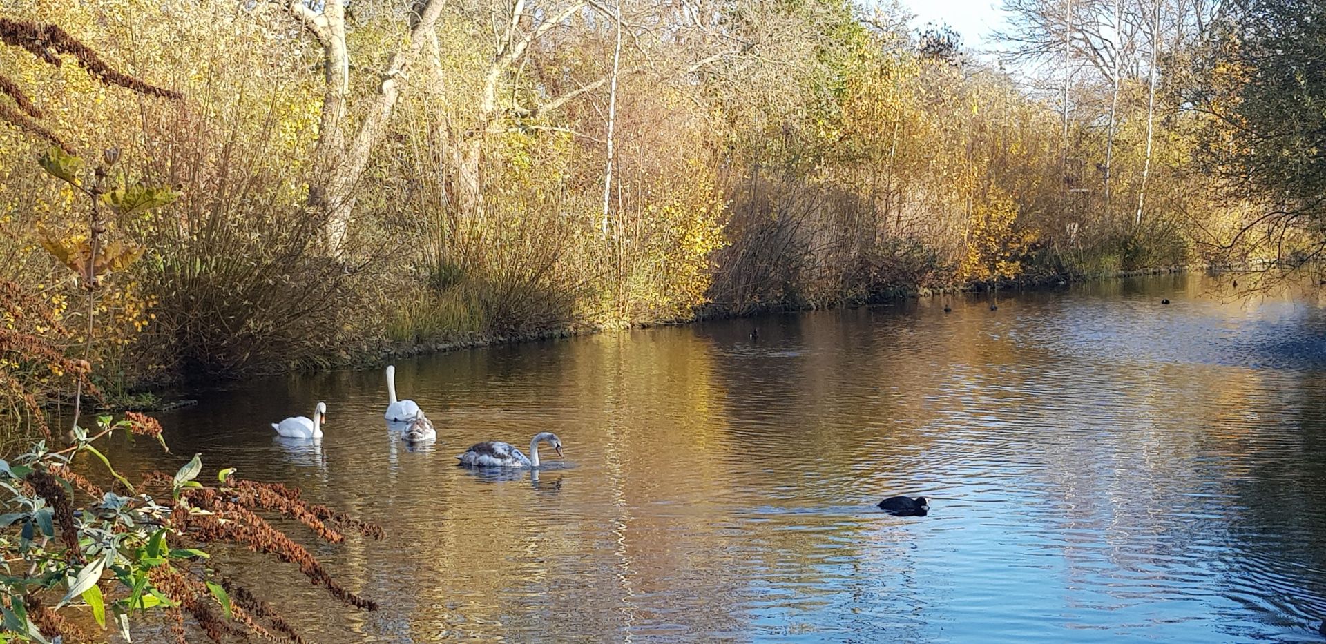 Lake at Clissold Park